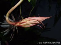 Epiphyllum oxypetalum Nattens Prinsessa